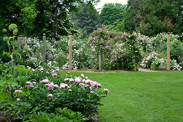 Monticello's Leonie Bell Rose Garden and Peony Bed