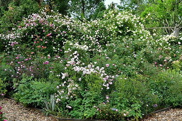 Monticello's Leonie Bell Rose Garden, Bed III. The scarlet red of the Noisette P