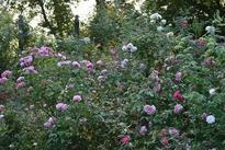 Noisette Roses in the Léonie Bell Rose Garden in August, 2012.