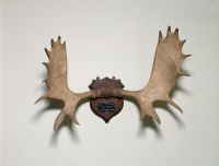 Moose Antlers at Monticello