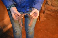 Archaeologist holding two different horseshoe prongs