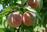 Indian Blood Cling Peaches growing in Monticello's South Orchard