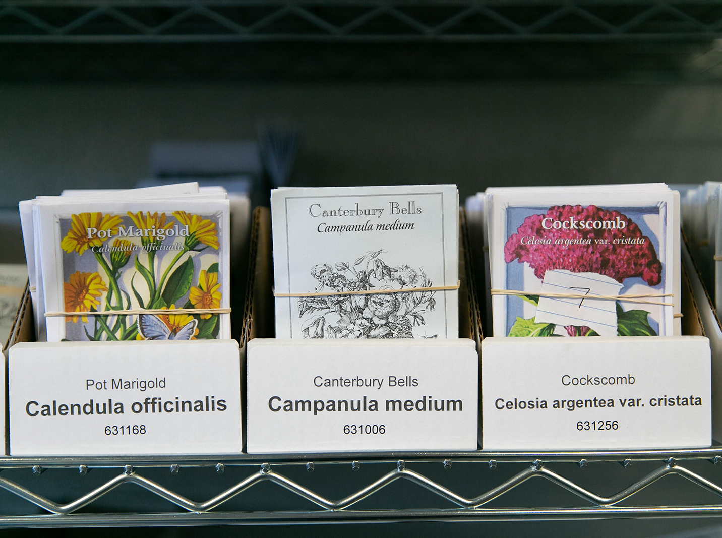 Packages of CHP harvested seeds in neat order on shelves in the CoolBot; image by GDZ Photo