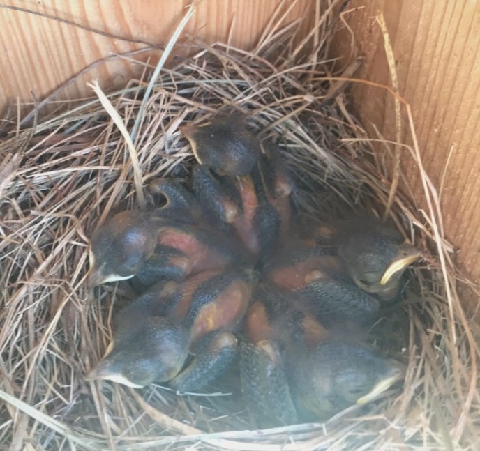 Newly hatched bluebirds