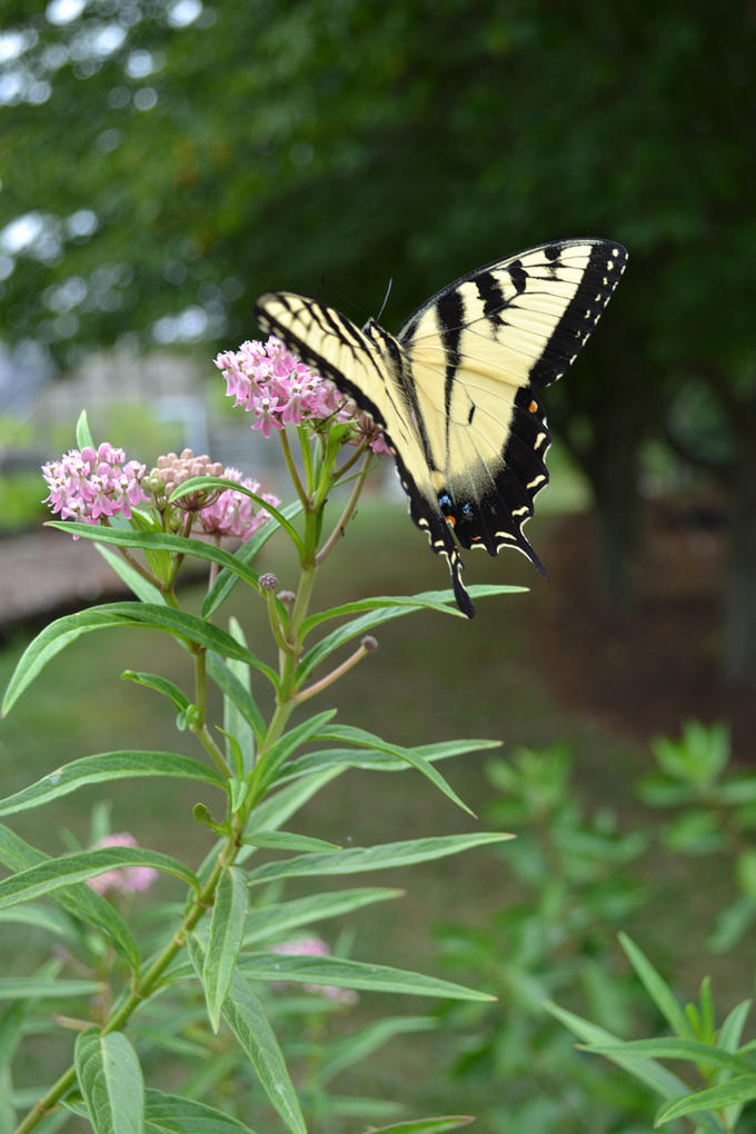 An Eastern Tiger Swallowtail enjoying the flowers of the Swamp Milkweed.