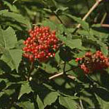 Sambucus pubens, Red-berried Elderberry